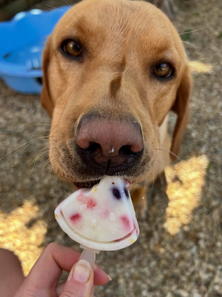 Close up of a dog popsicle recipe made with yogurt, strawberries and blueberries