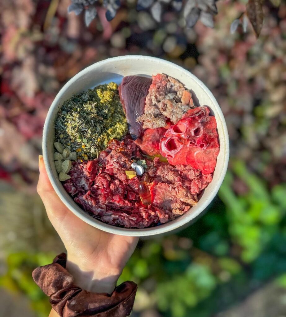 Raw dog diet bowl with turkey, beef, and green tripe