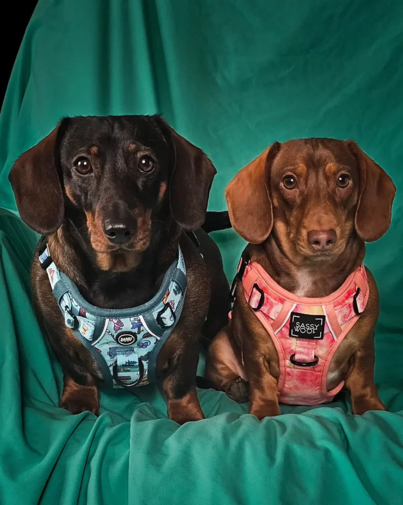 Two Dachshunds wearing matching prints from a free dog harness pattern