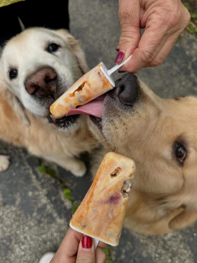 Two golden retrievers sharing a frozen pumpkin and peanut butter treat