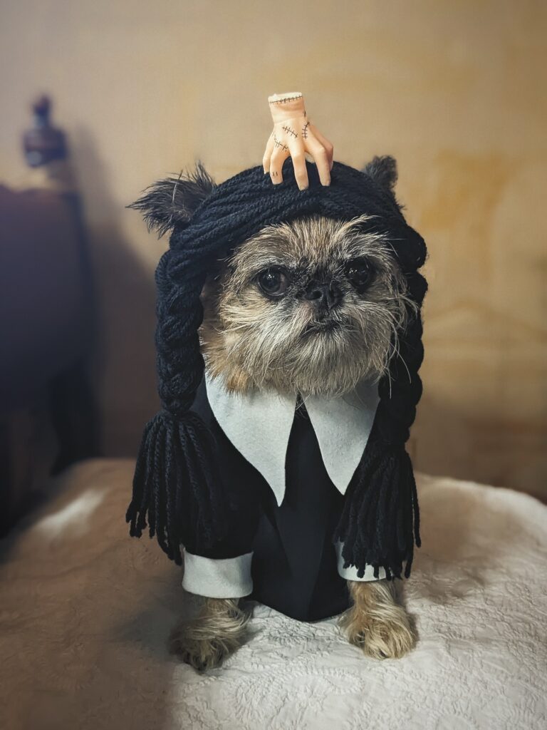 Dog dressed as Wednesday Addams with Thing hand prop