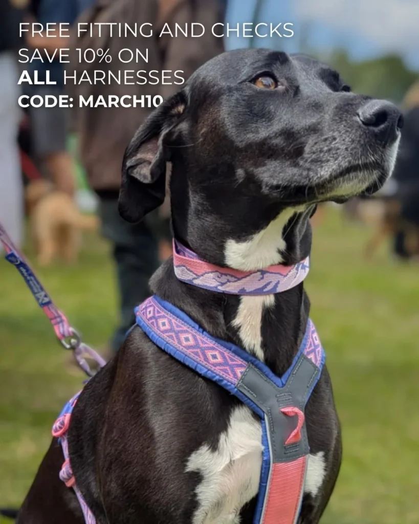Dog wearing bold wide chest panel print harness with mountain design