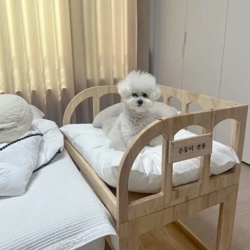 Poodle resting in wooden crib style bed next to owner mattress