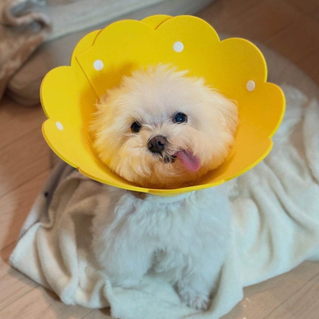 Yellow flower petal shaped homemade dog cone