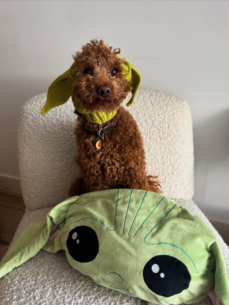 Poodle wearing Baby Yoda Grogu Halloween costume