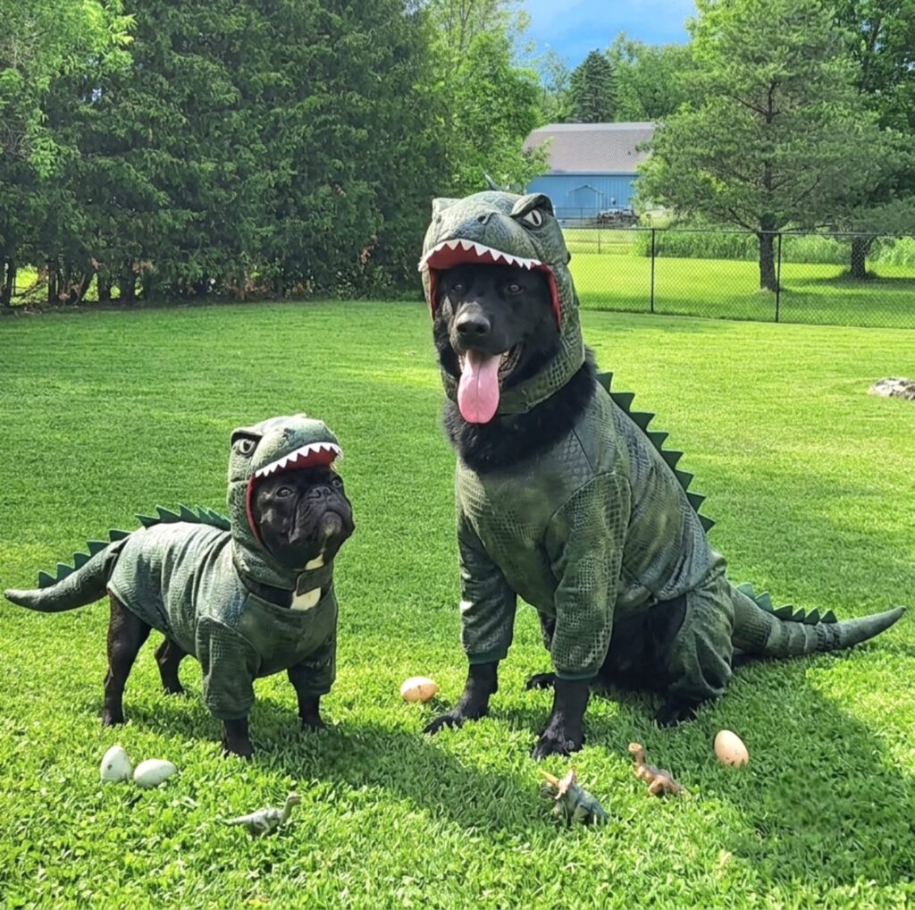 Large and small dog wearing matching green dinosaur costumes with dino egg props, a dog Halloween costumes for 2 dogs idea