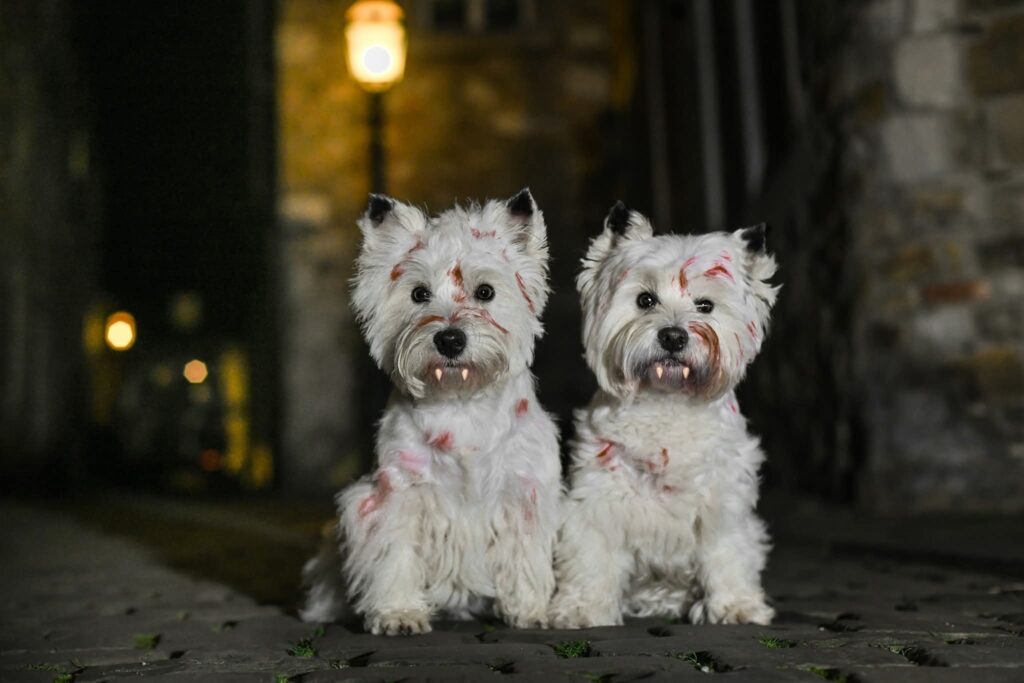 Two West Highland Terriers with fake blood and fangs dressed as vampires at night
