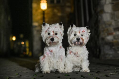 Two West Highland Terriers with fake blood and fangs dressed as vampires at night