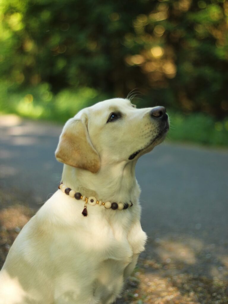 Wood bead dog collar with daisy charm and tassel