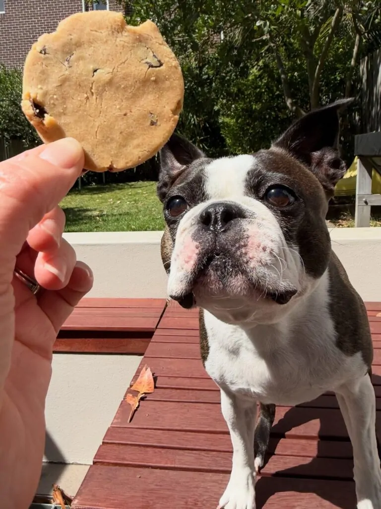 Boston terrier waiting for peanut butter blueberry dog treat