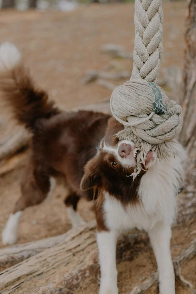 Classic braided rope tug toy for dogs
