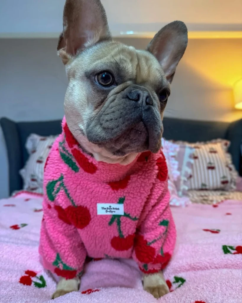 No-sew dog sweater in cherry print sherpa fleece