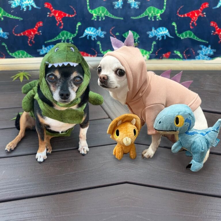 Two chihuahuas in dinosaur hoodie costumes posed with small dinosaur plush toys