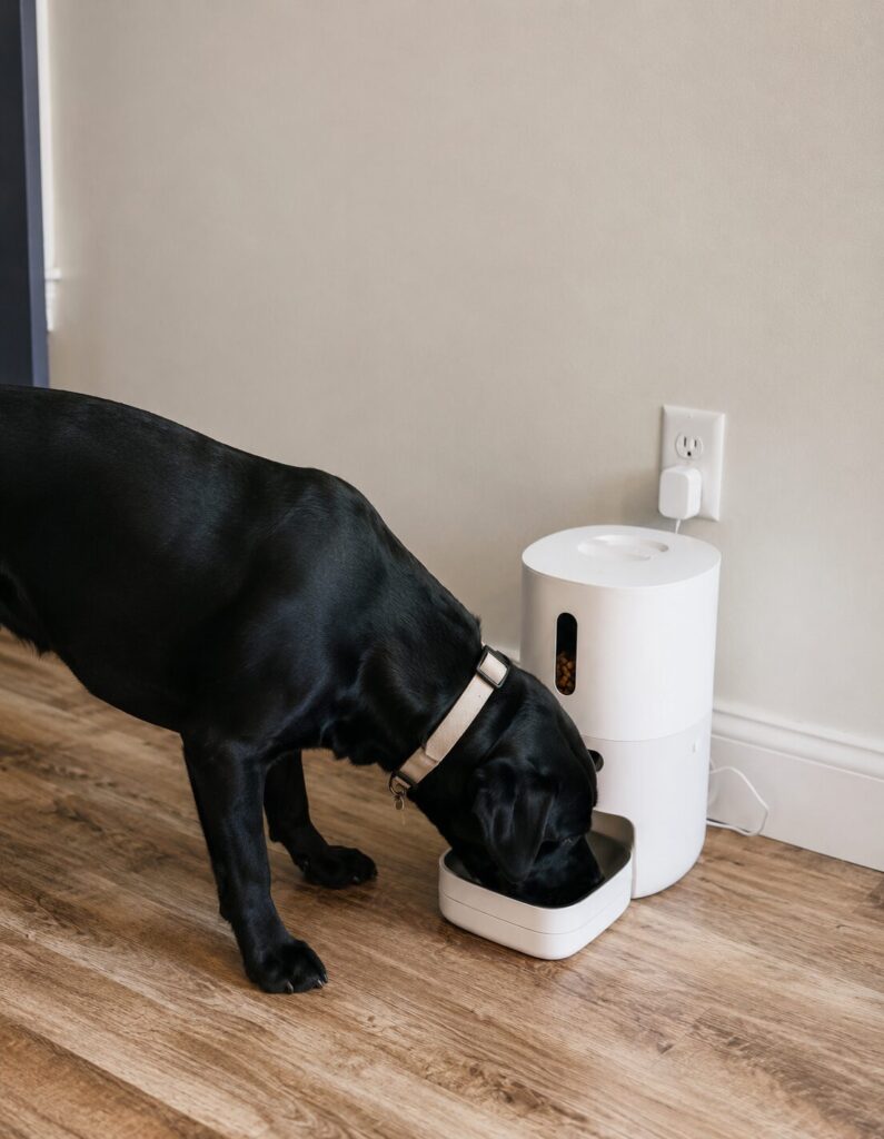Compact smart dog feeder with automatic timer