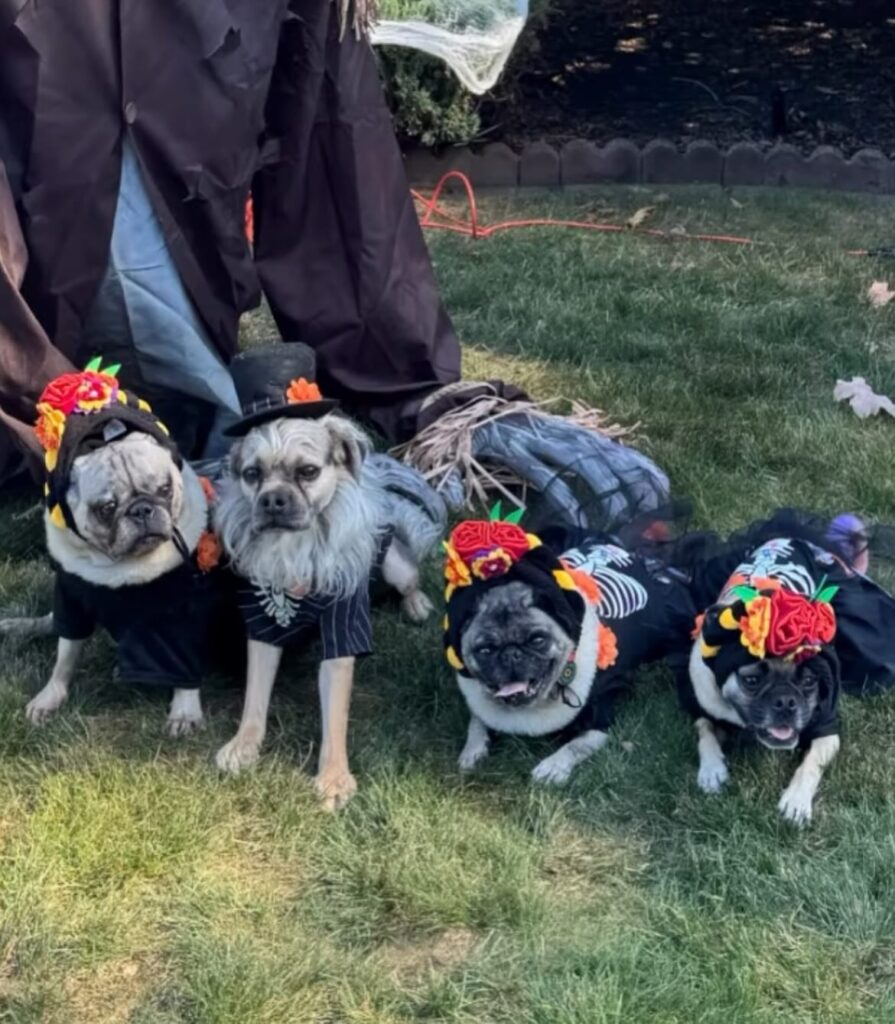 Four small dogs wearing Day of the Dead floral headpieces and skeleton print outfits