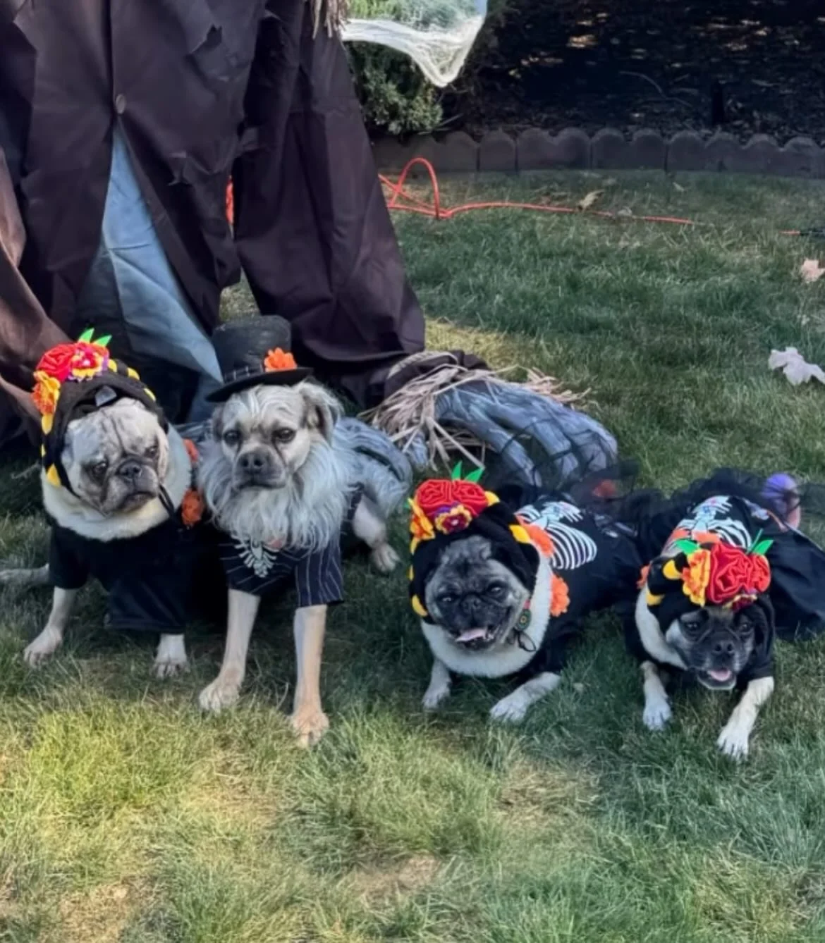 Four small dogs wearing Day of the Dead floral headpieces and skeleton print outfits