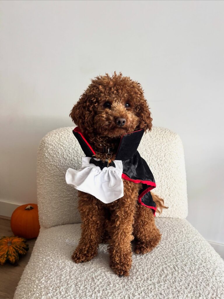 Classic Dracula cape costume on small dog