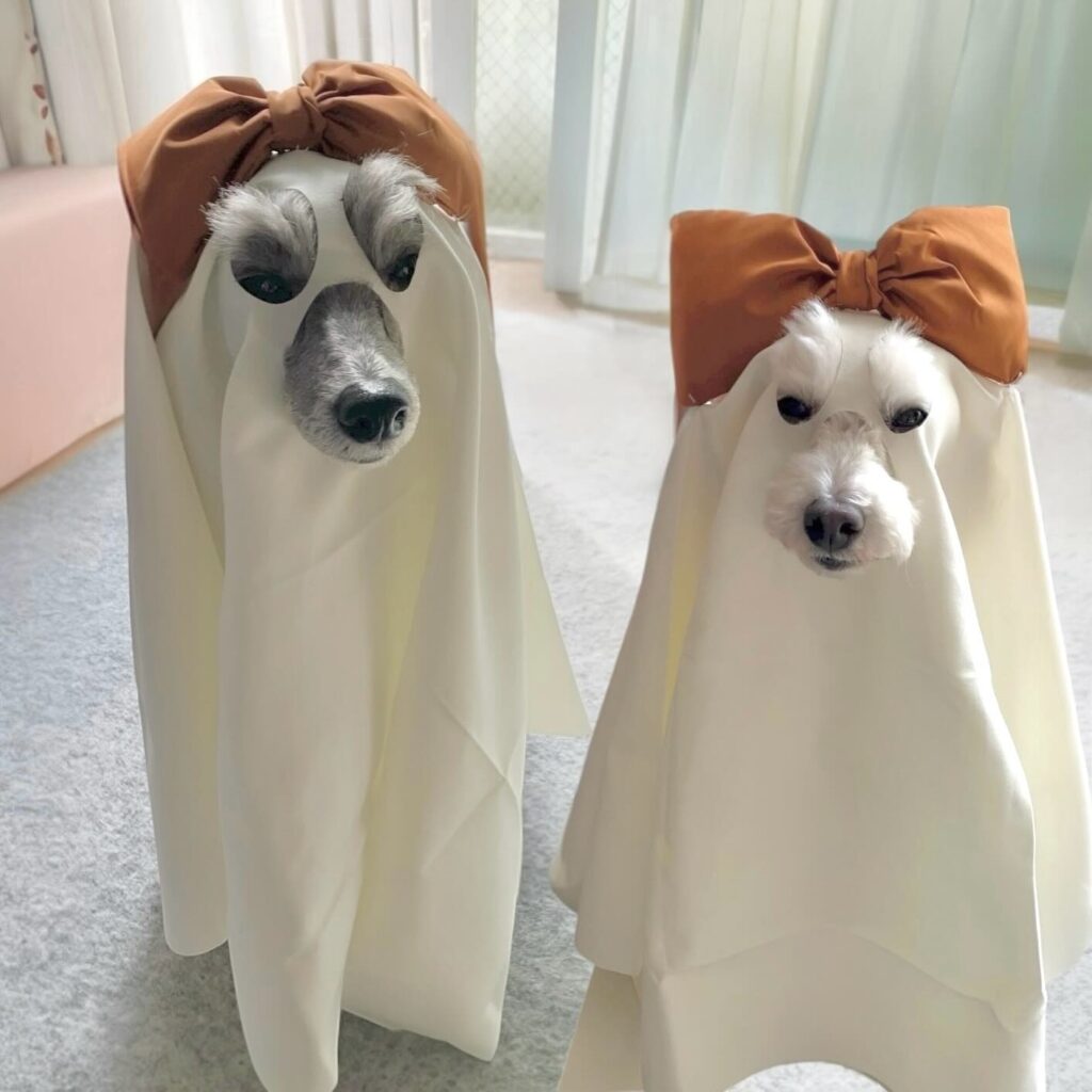 Two dogs draped in white ghost fabric costumes with oversized brown bows