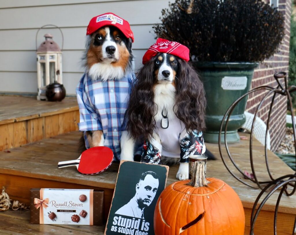 Two Australian Shepherds dressed as Forrest Gump and Lieutenant Dan for Halloween