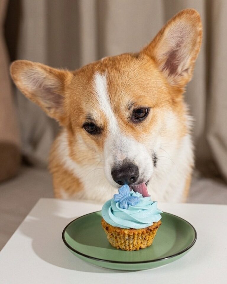 Gentle dog birthday cupcakes ideas with natural frosting for sensitive stomachs