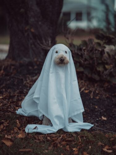 Dachshund style ghost costume in autumn setting