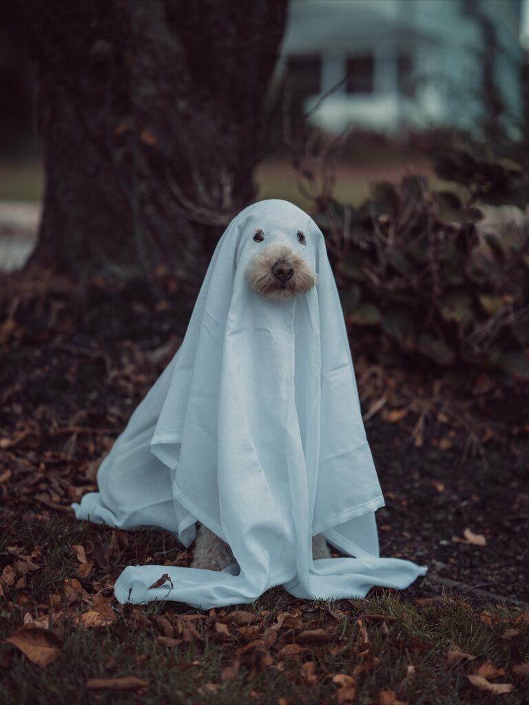 Dachshund style ghost costume in autumn setting