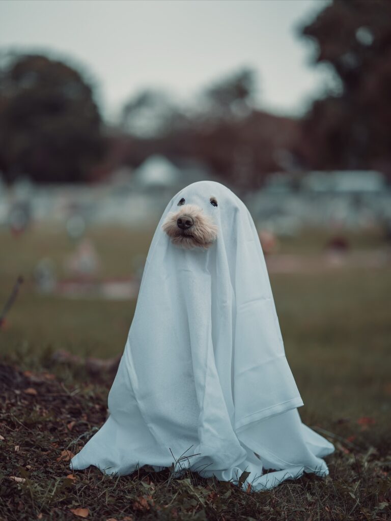 Dog dressed in simple white ghost sheet costume