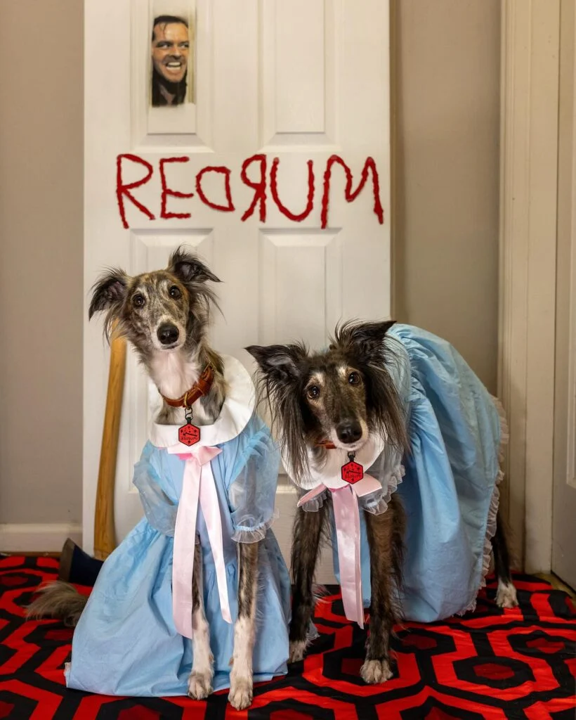 Two dogs in matching blue dresses dressed as The Shining twins, a spooky dog Halloween costumes for 2 dogs idea