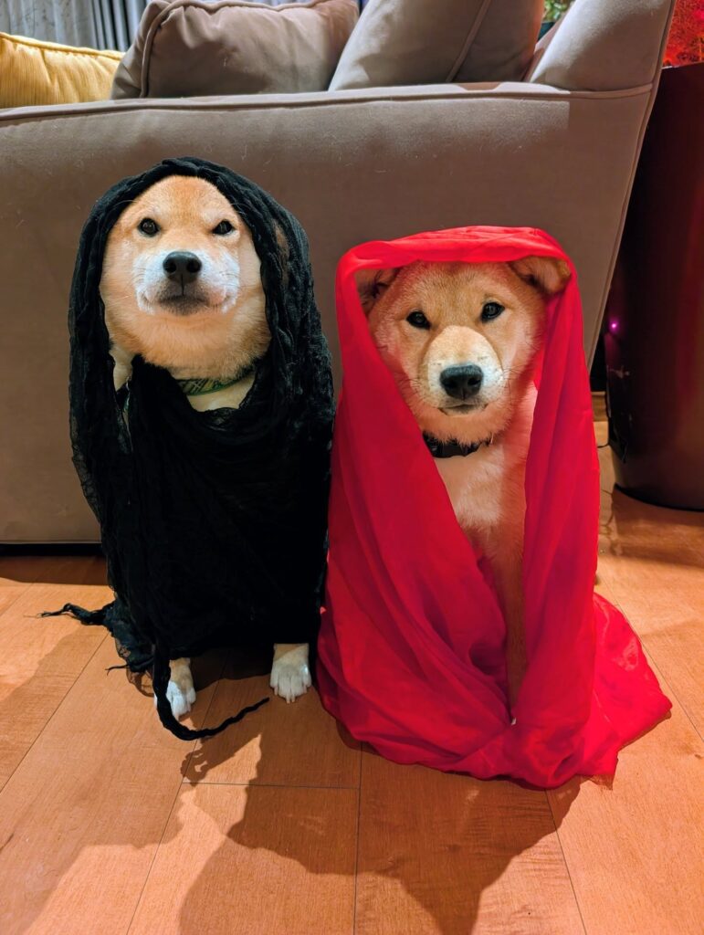 Shiba Inu dressed as Grim Reaper in black hooded robe