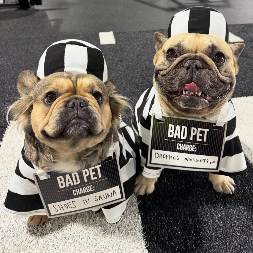 Two French bulldogs in prisoner costumes holding funny bad pet mugshot signs