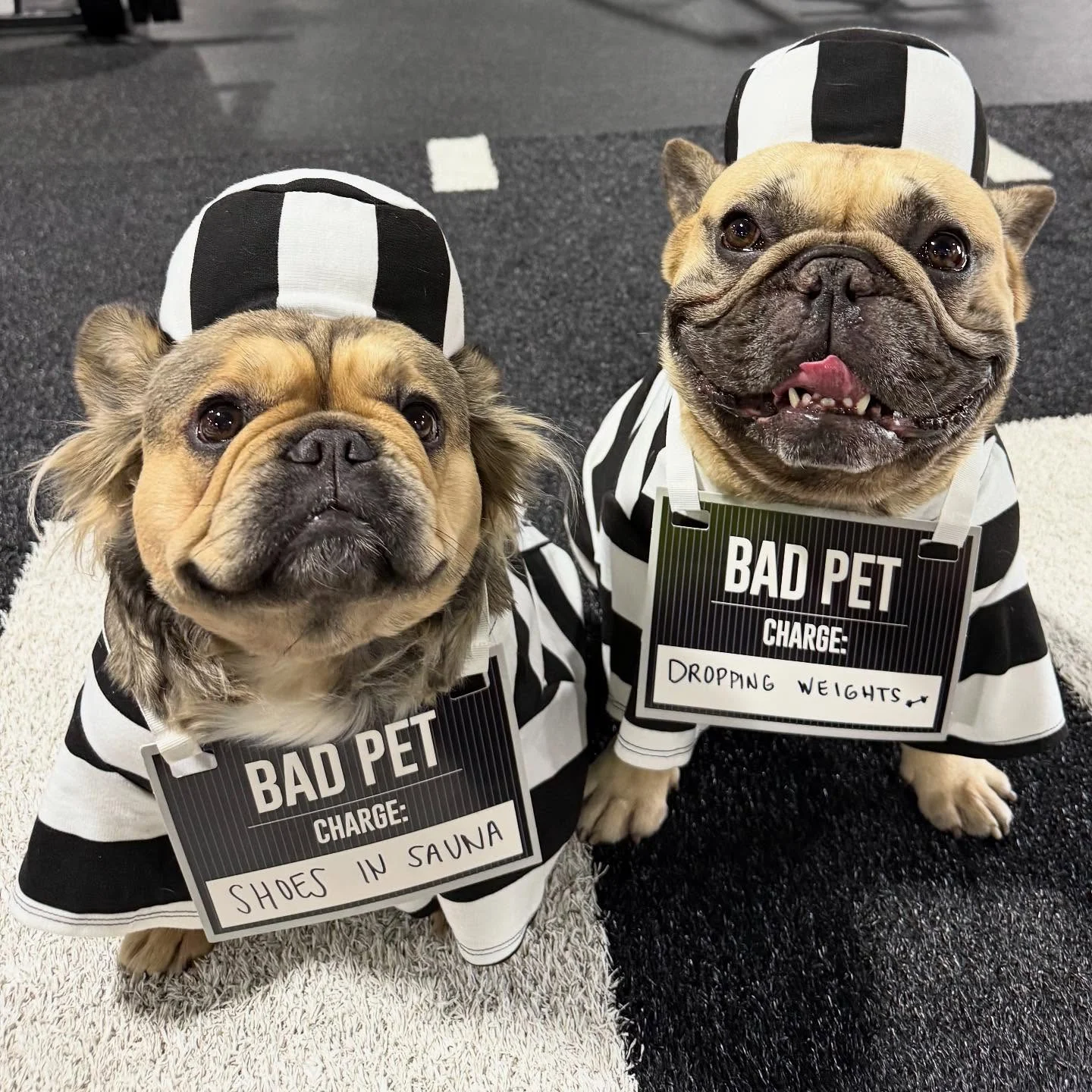 Two French bulldogs in prisoner costumes holding funny bad pet mugshot signs