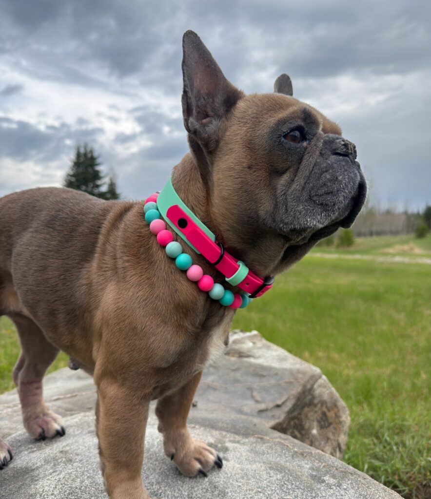 French bulldog wearing layered pink and teal bead collar