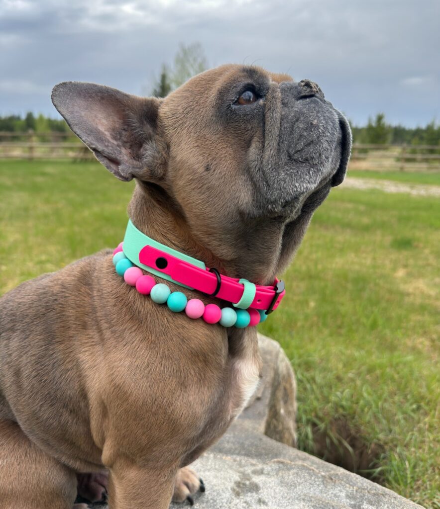 Side view of layered silicone bead collar on Frenchie