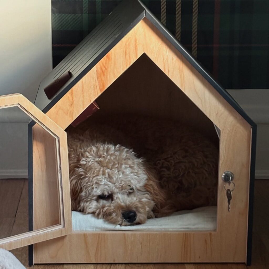 Small dog resting inside locking wooden dog house