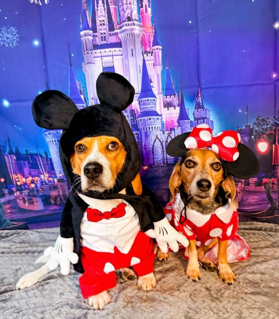 Two beagles dressed as Mickey and Minnie Mouse in front of a castle backdrop, a classic dog Halloween costumes for 2 dogs look