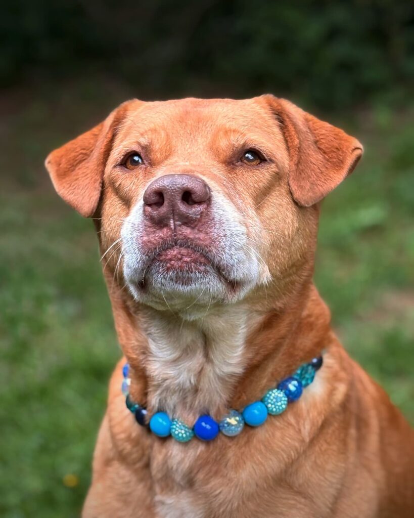 Beaded dog collar diy in blue ombre with sparkle beads