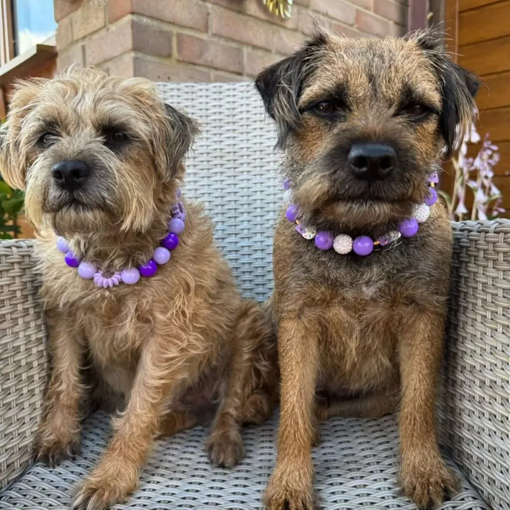 Beaded dog collar pattern in purple ombre with sunflower bead