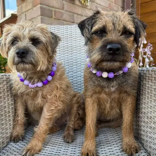 Beaded dog collar pattern in purple ombre with sunflower bead