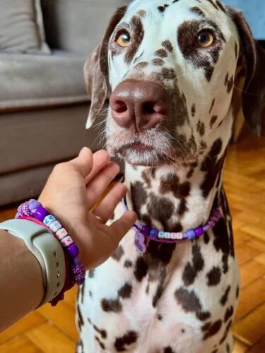 Beaded dog collar tutorials using paracord and name beads