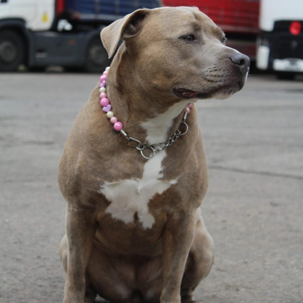 Pastel bead and chain dog collar with heart accent