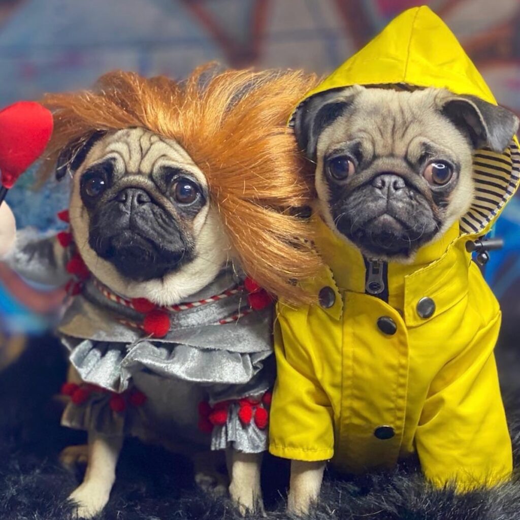 Pug dressed as Pennywise clown next to pug wearing yellow Georgie raincoat costume