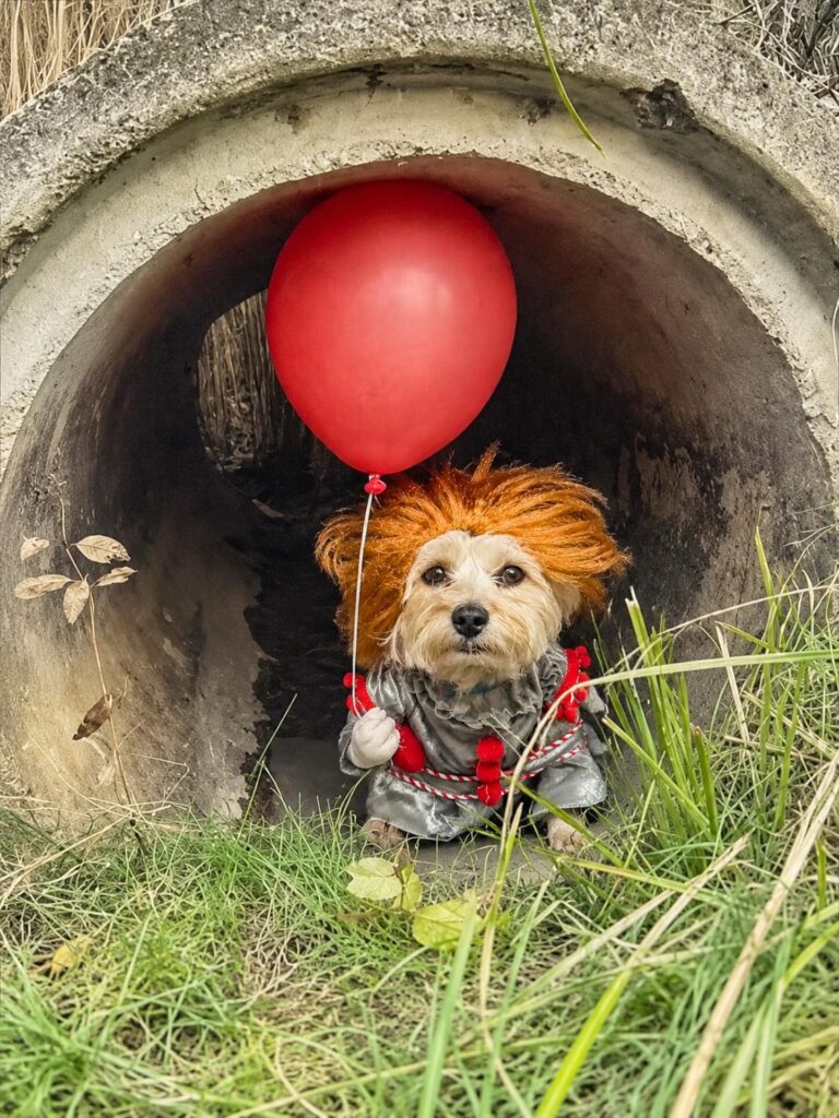 Dog Pennywise clown costume with red balloon prop