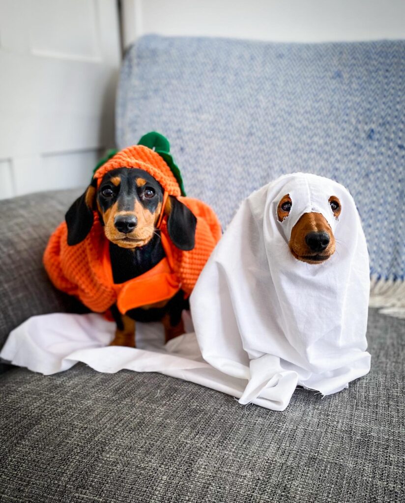 Dachshund in a knit pumpkin sweater beside a dachshund wearing a simple white ghost costume