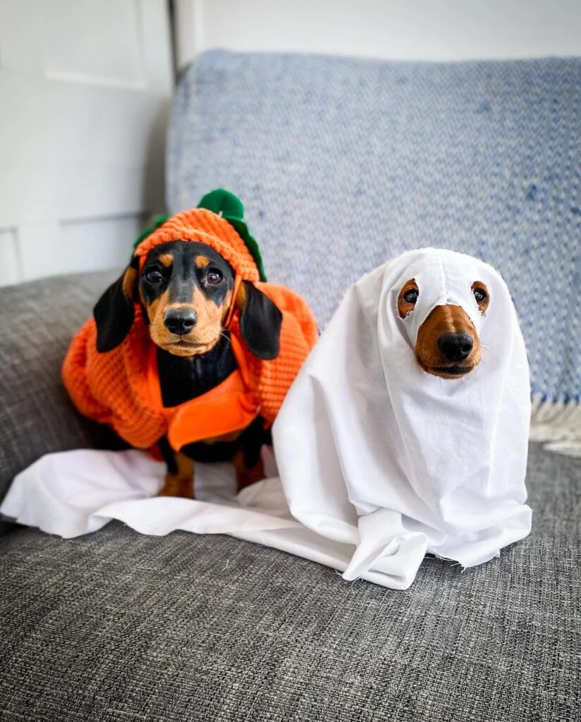 Dachshund in a knit pumpkin sweater beside a dachshund wearing a simple white ghost costume