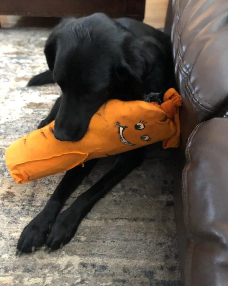 Recycled no sew stuffed toy for dogs