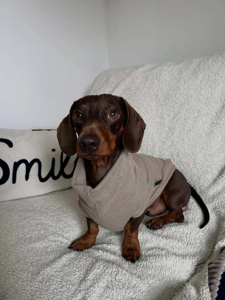 Ribbed turtleneck style dog sweater