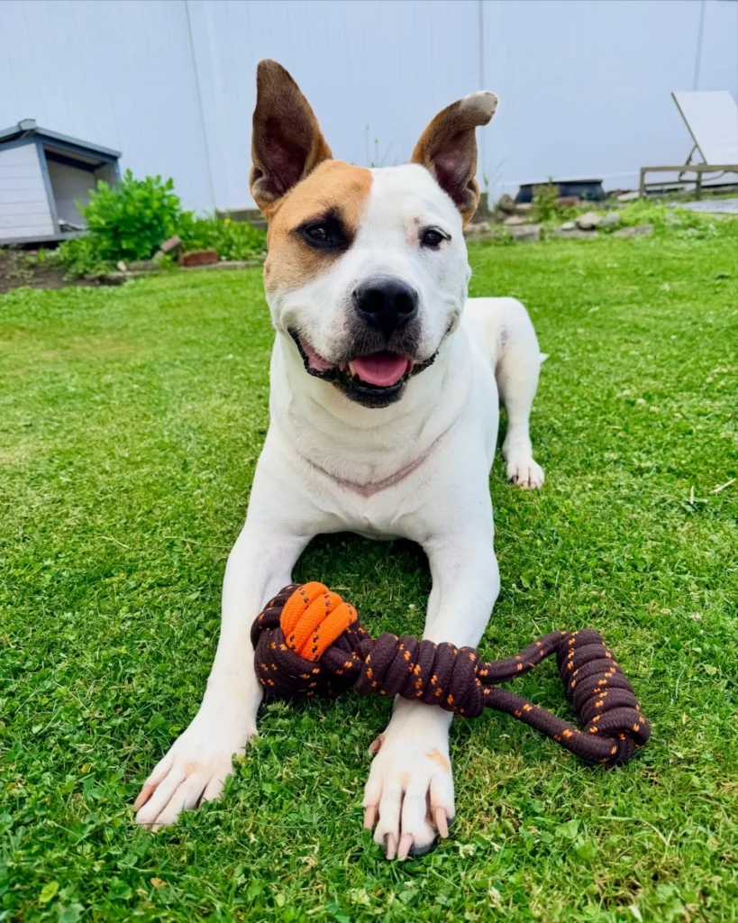 Rope and ball tug toy diy dog toys ideas