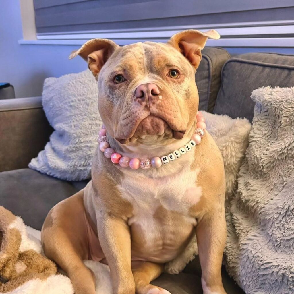 Rose gold ombre bead collar with dog name beads