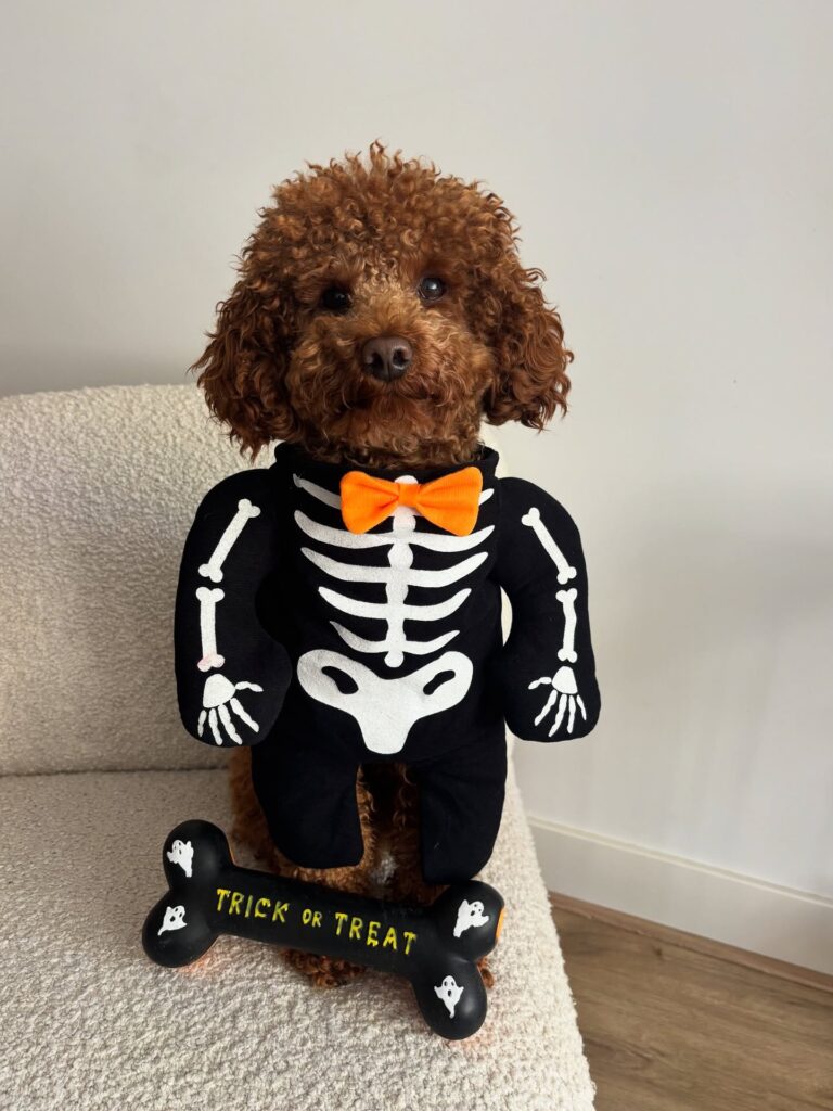 Adorable Halloween costumes for dogs skeleton suit with orange bow tie