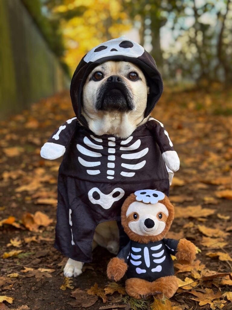 Pug skeleton costume with hood and plush toy